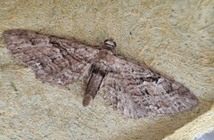 Eupithecia pusillata