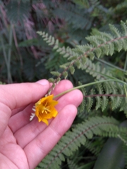 Calochortus barbatus