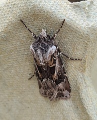Agrotis vestigialis