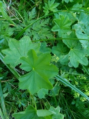 Alchemilla vulgaris