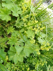 Alchemilla vulgaris