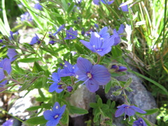 Veronica fruticans