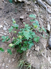 Drymocallis rupestris