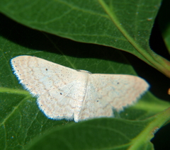 Scopula internataria