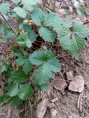 Drymocallis rupestris