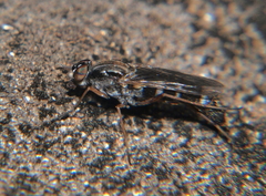 Schoutedenomyia