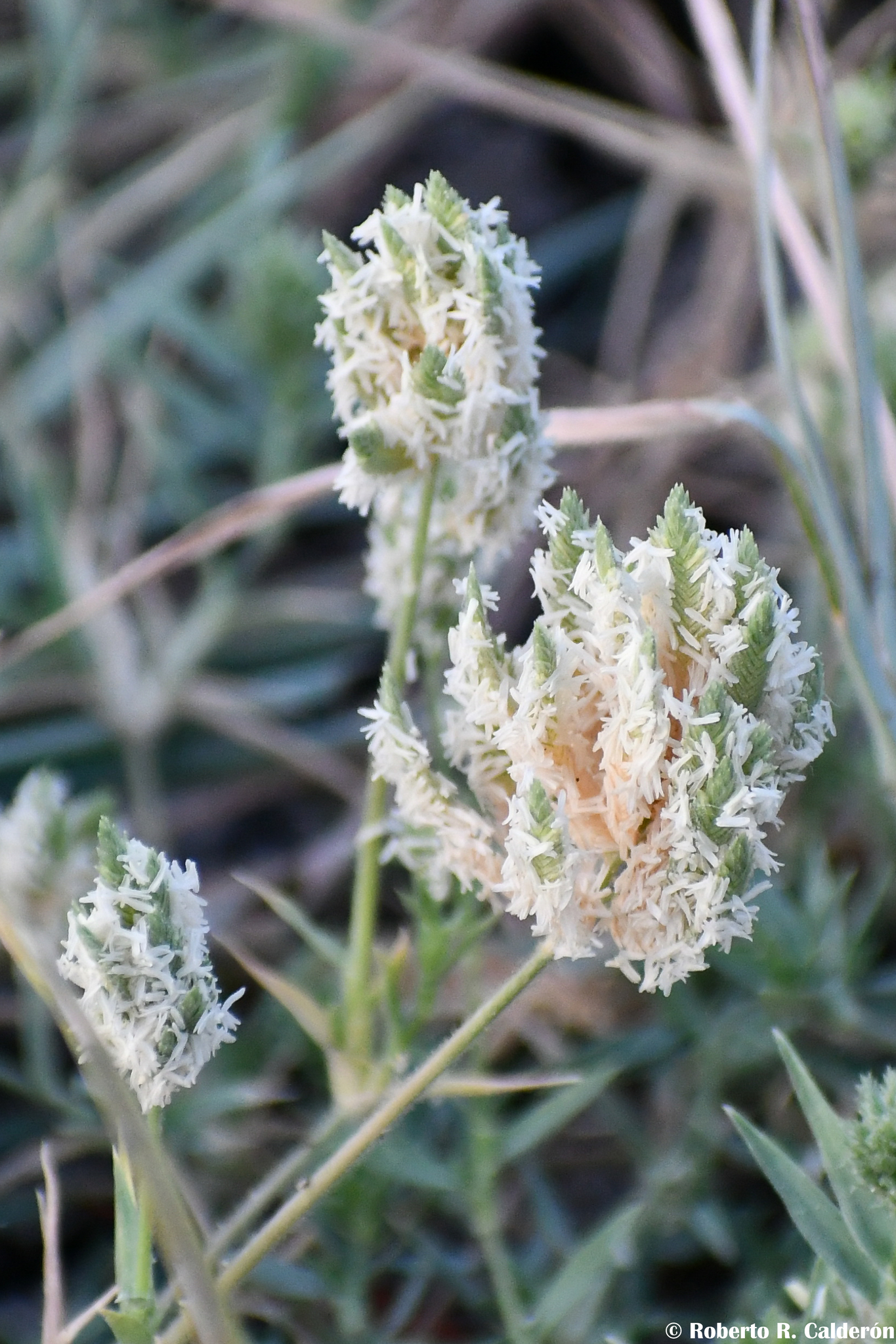 Eragrostis reptans