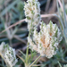 Creeping Lovegrass - Photo (c) Roberto R. Calderón, some rights reserved (CC BY-NC), uploaded by Roberto R. Calderón