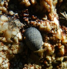 Nerita scabricosta