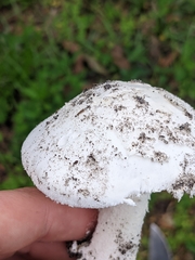 Amanita roanokensis image