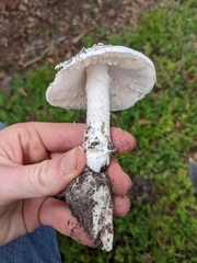 Amanita roanokensis image