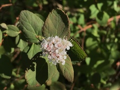 Spiraea stevenii