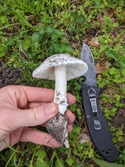 Amanita roanokensis image