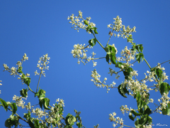 Urvillea