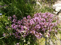 Thymus serpyllum