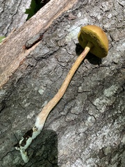Aureoboletus betula
