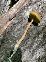 Aureoboletus betula