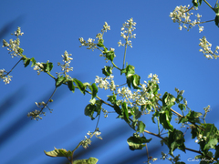Urvillea