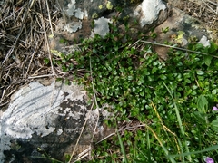 Thymus serpyllum