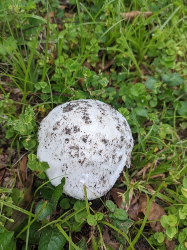 Amanita roanokensis image