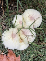 Leucocoprinus tricolor