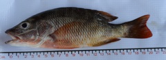 Lutjanus argentiventris