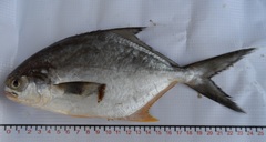 Trachinotus paitensis
