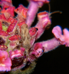 Teleonemia scrupulosa