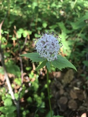 Valeriana capitata