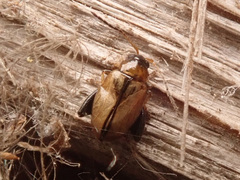 Psylliodes affinis