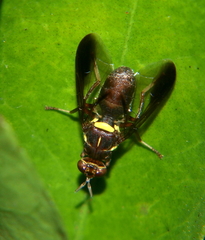 Dacus bivittatus