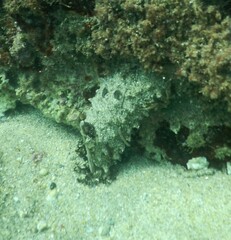 Holothuria inornata