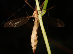 Entomophaga tipulae