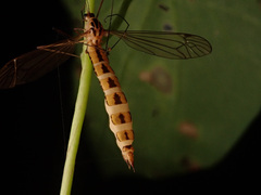 Entomophaga tipulae