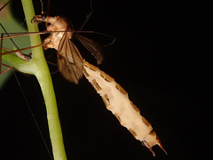 Entomophaga tipulae