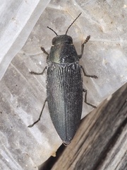 Buprestis dalmatina