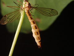 Entomophaga tipulae