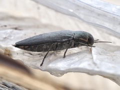 Buprestis dalmatina