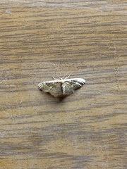 Eupithecia pusillata