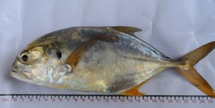Caranx caninus
