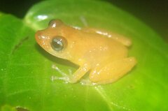 Pristimantis scolodiscus