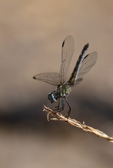 Pachydiplax longipennis