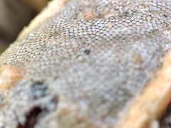 Cryptosula pallasiana