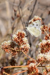Pontia protodice