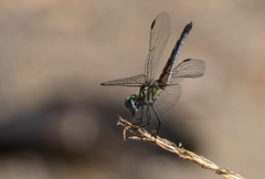 Pachydiplax longipennis