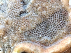 Cryptosula pallasiana