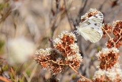 Pontia protodice