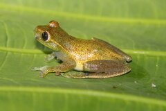 Hyloscirtus conscientia