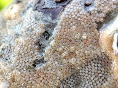 Cryptosula pallasiana