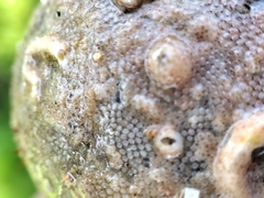 Cryptosula pallasiana